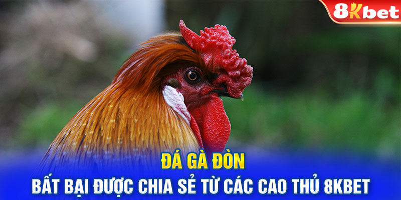 Đá gà đòn bất bại được chia sẻ từ các cao thủ 8kbet