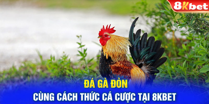 Đá gà đòn cùng cách thức cá cược tại 8kbet