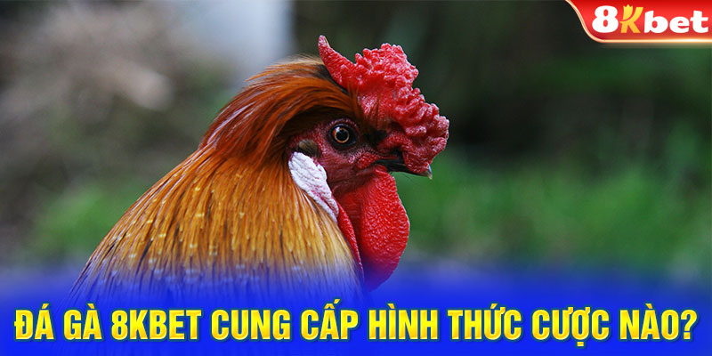 Đá gà 8KBET cung cấp hình thức cược nào?