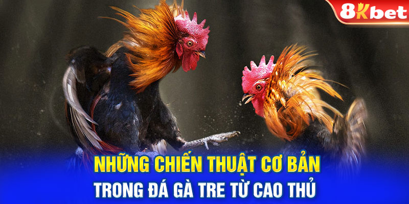 Những chiến thuật cơ bản trong đá gà tre từ cao thủ 